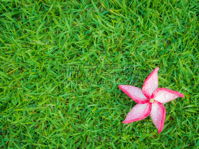 草原上的红鸡蛋花带着露水