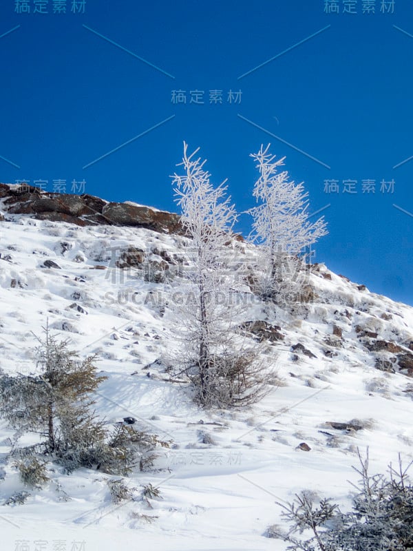 在一个阳光明媚的早晨，阿尔卑斯山上的树木被冰雪覆盖