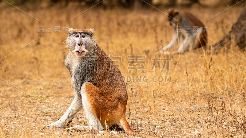 塞内加尔狩猎