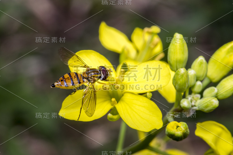 黄色报春花上的一种小斑纹虫