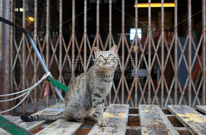 斑纹猫好奇地在上面四处张望