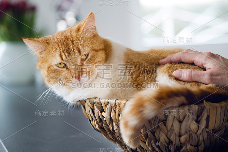 用手抚摸草筐里的猫