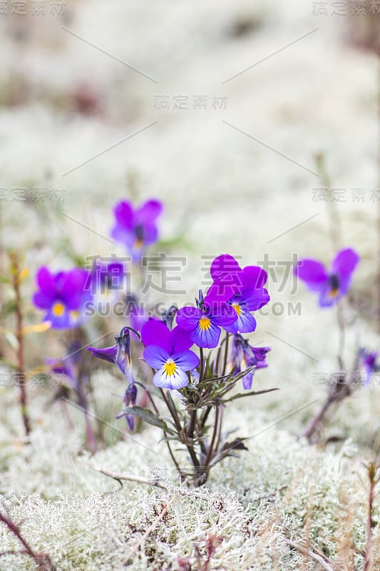 三色堇菜花在白色的苔藓中，在沙地上，靠近