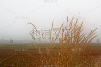 天然色干草