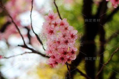 樱花盛开在韩国釜山Baehwa学校