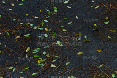 地上的叶子