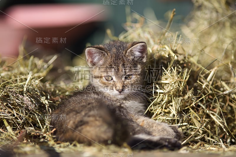 稻草里的小农场猫。可爱的动物宝宝