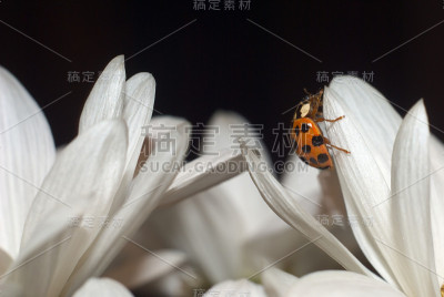 瓢虫