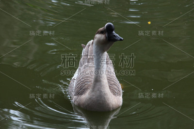 湖上的鹅