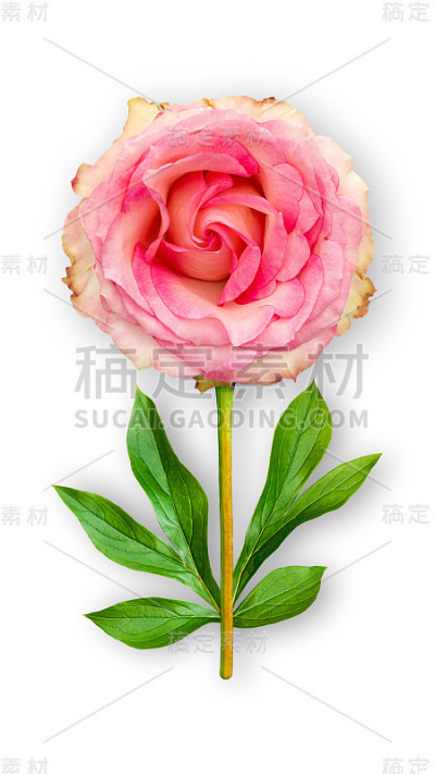 独特的玫瑰花朵。粉玫瑰与牡丹叶子的组合。白色背景上的艺术品。