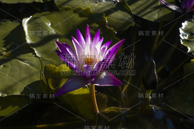 一种带有水生植物的紫色花