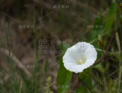 利塞隆布兰克