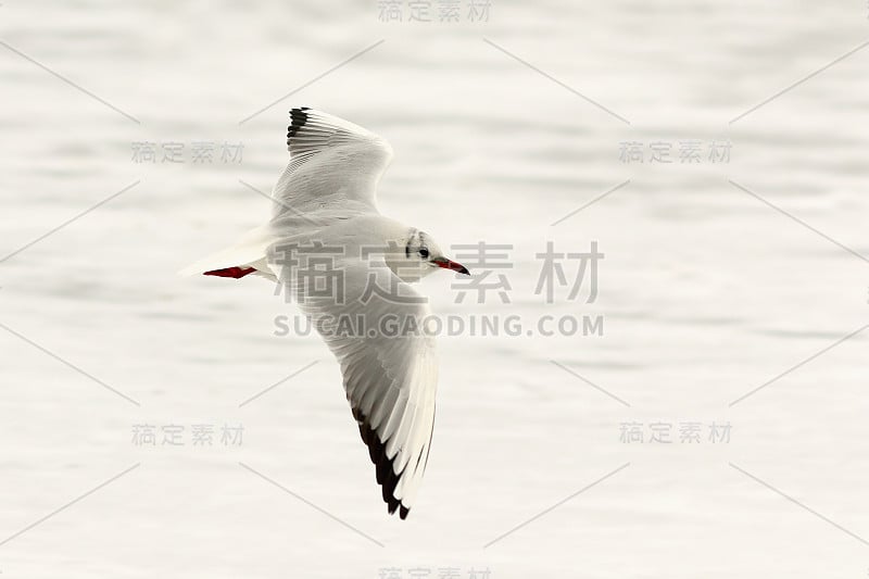 飞翔的黑头海鸥