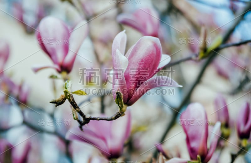 木兰花与模糊的背景。