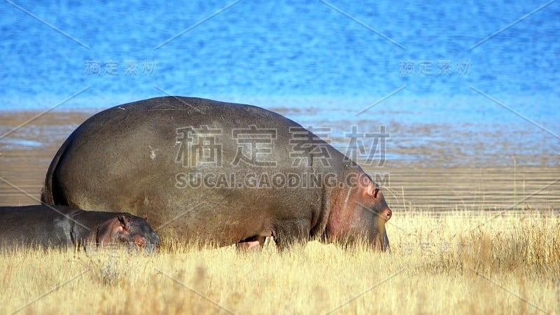 河马妈妈和宝宝