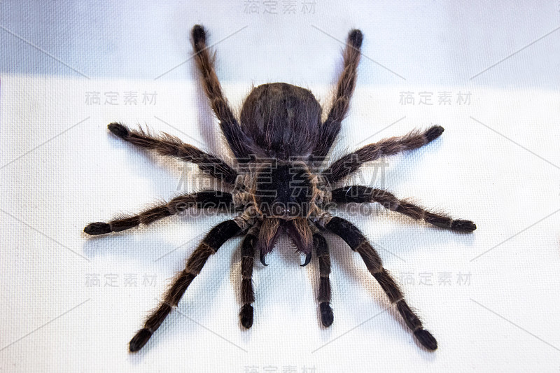 黑蜘蛛Grammostola pulchra坐在白布上。