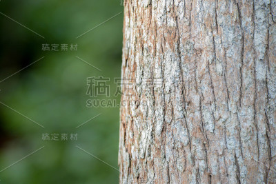 树皮