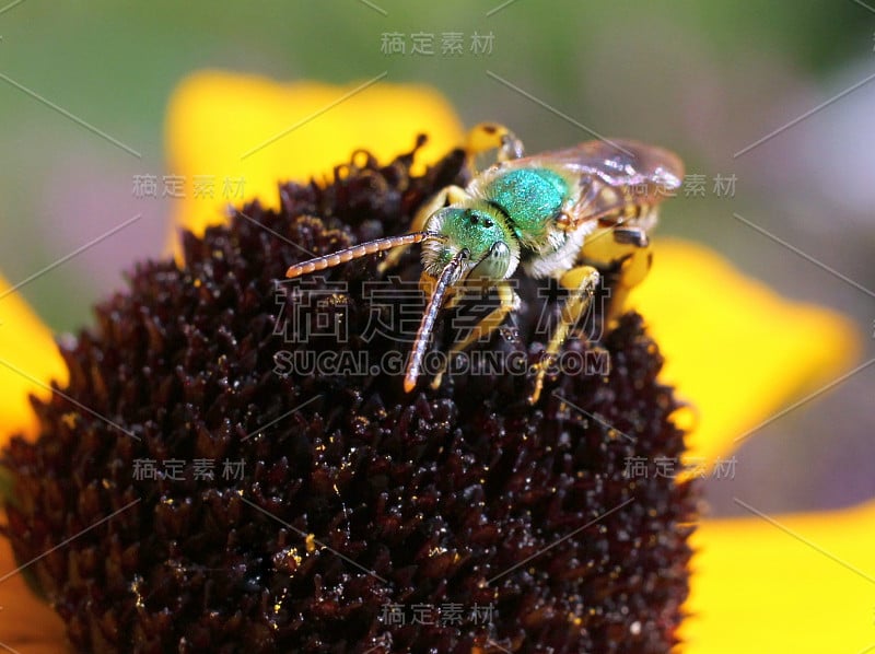 来自前方的金属绿蜂