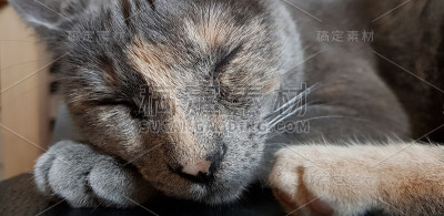 可爱的猫睡觉