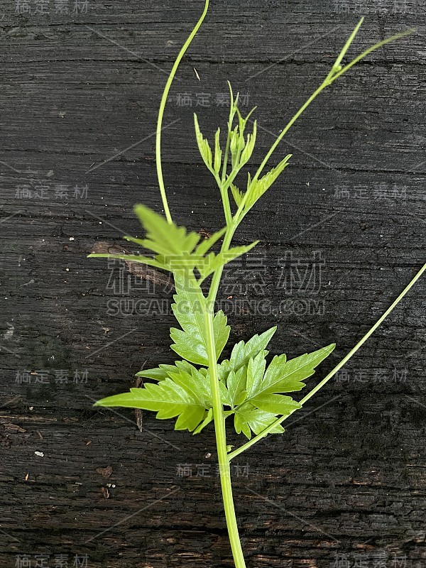 在木制顶部的草本植物