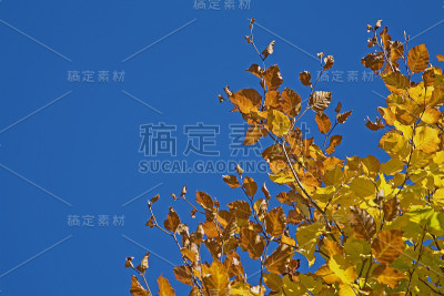 黄色山毛榉的细节