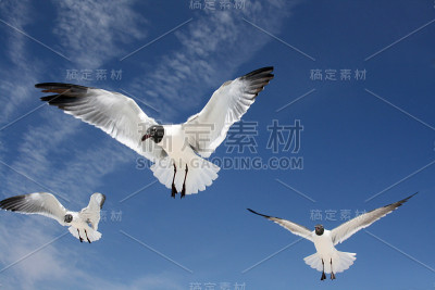 飞翔的海鸥