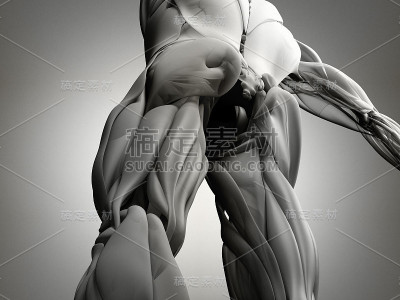 腘绳肌群，人体解剖肌肉系统。3 d演示。