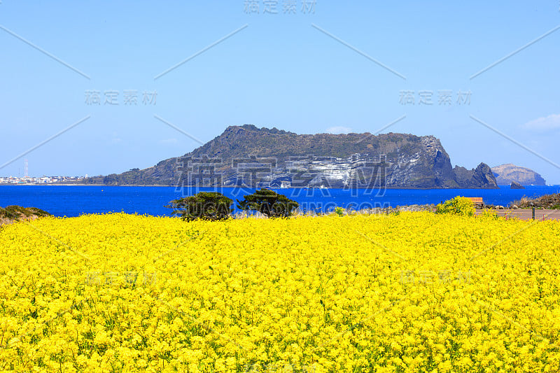 日出峰，油菜花，春，海，岸