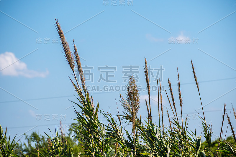 德克萨斯州洛克波特的一棵绿色的野草