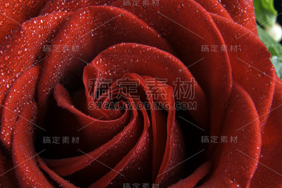 一朵红玫瑰