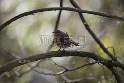 红胸罗宾(红胸羚)