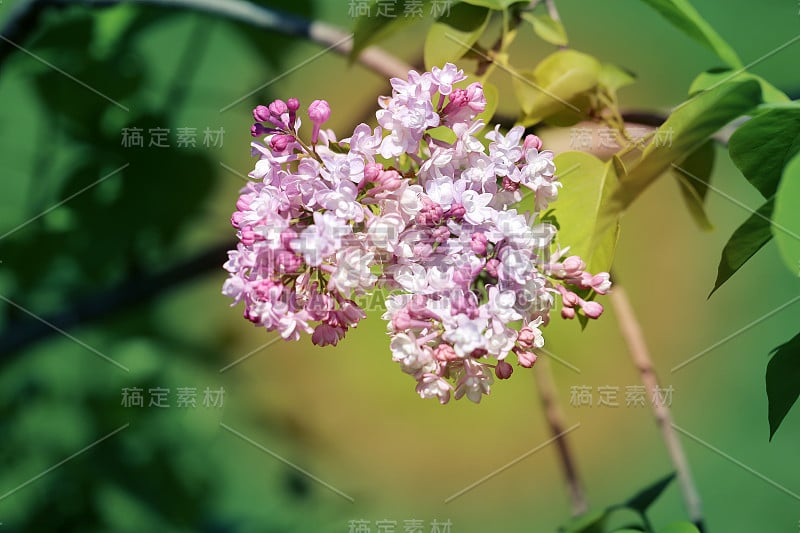 美丽的春花紫丁香