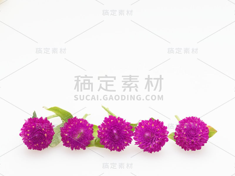 紫色和粉红色的球形紫红色花，以水平线排列在白色的背景上