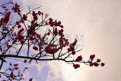 京都美丽的樱花