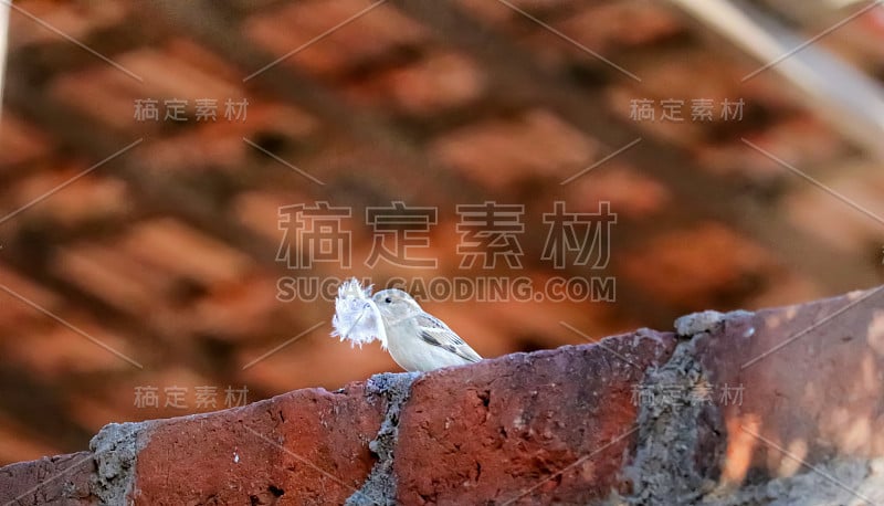 家有麻雀栖息在墙上，雀儿、麻雀、鸟嘴上有小物件