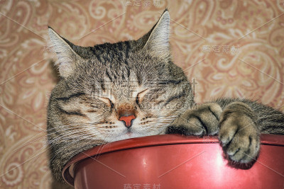 这是一只正在睡觉的公猫的特写。