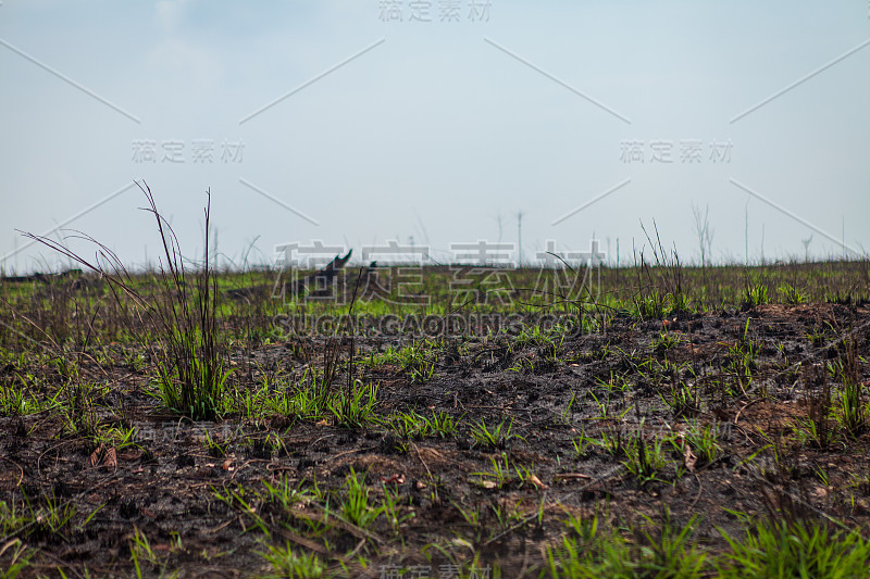 非法砍伐森林和放牧的牧场。贾曼西姆国家森林的亚马逊雨林。帕拉——巴西