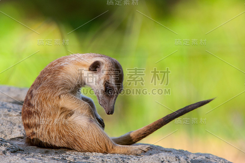 猫鼬或Suricate