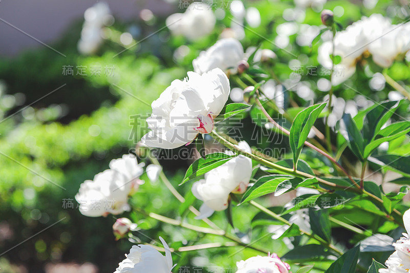 花蕾白色牡丹，粉红色花瓣