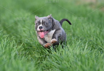 美国恶霸犬