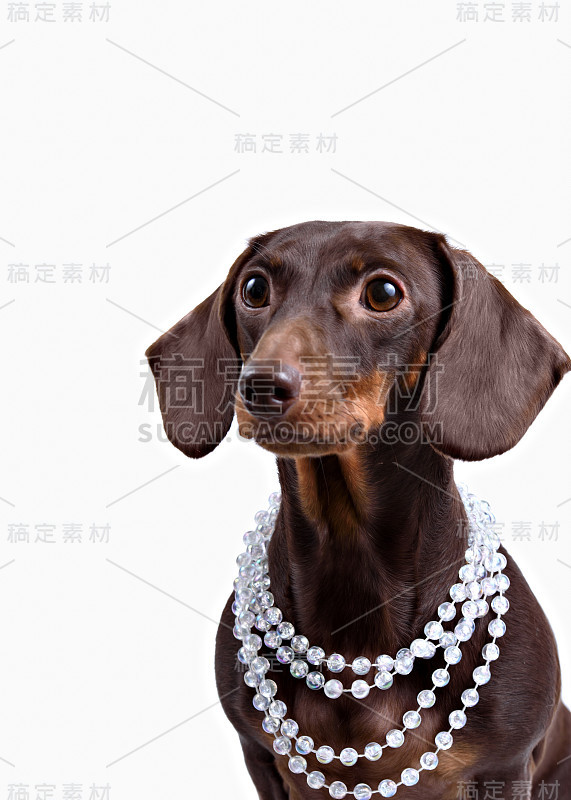 白色背景上的腊肠犬特写