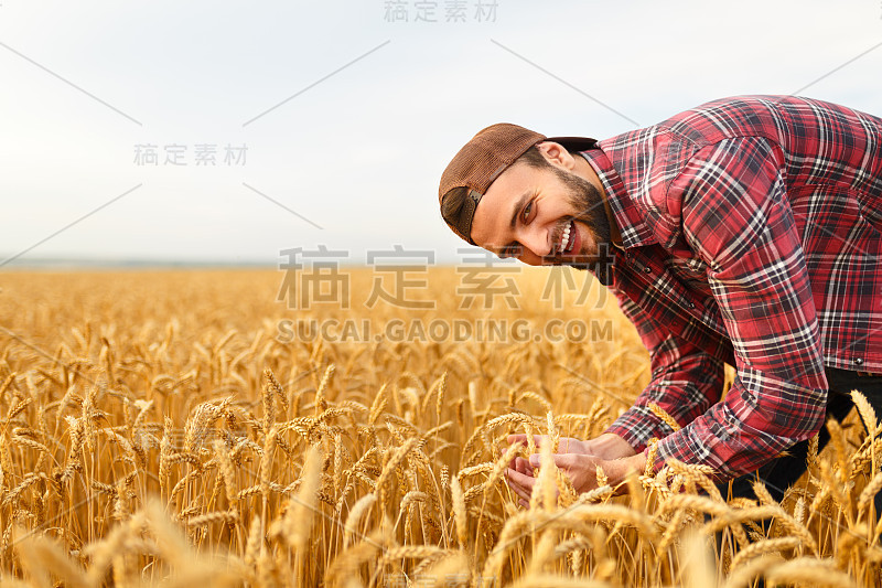 在麦田的背景上，一个蓄着胡子的男人捧着麦穗微笑着。快乐的农学家关心他的作物，为了在日落时获得丰收