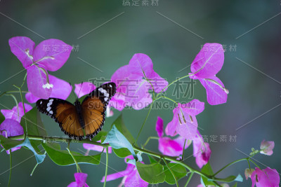 虎斑蝶