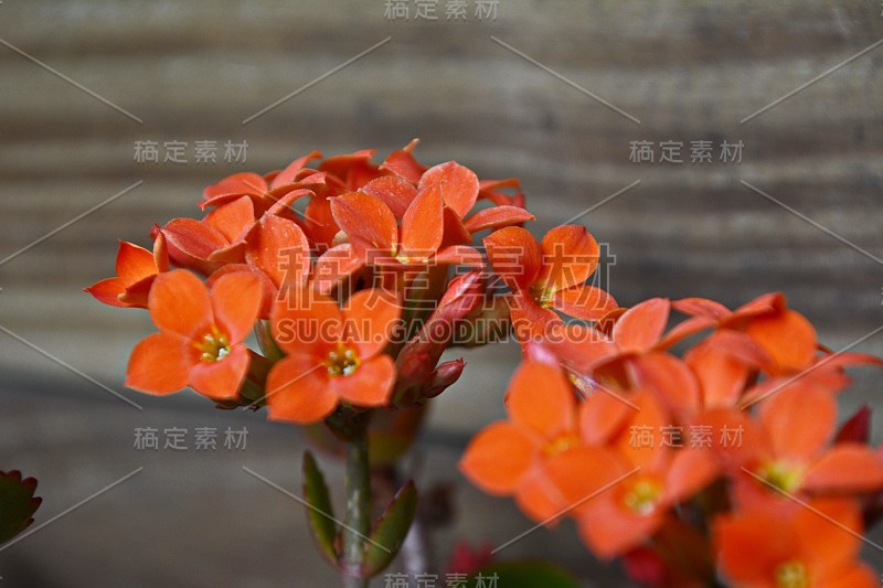 高凉菜属橙花