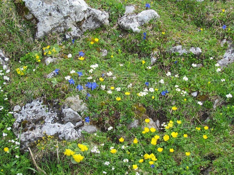 山的花