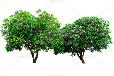 两棵绿树孤立在白色背景上。