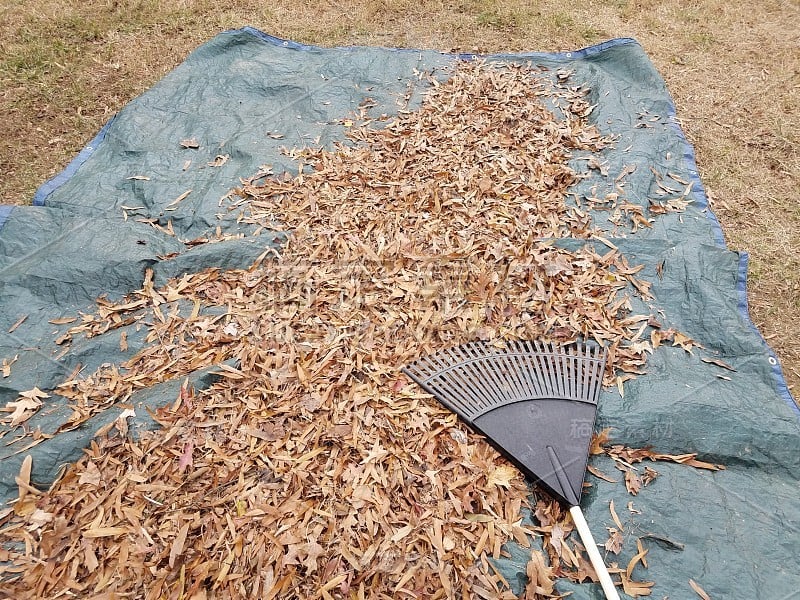 用耙子耙在蓝色防水布上的棕色叶子