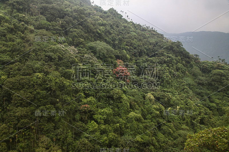 台湾公园里的森林和山景