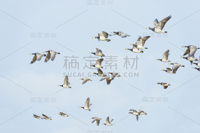 冬天，一群大雁在自然公园的天空中列队飞翔