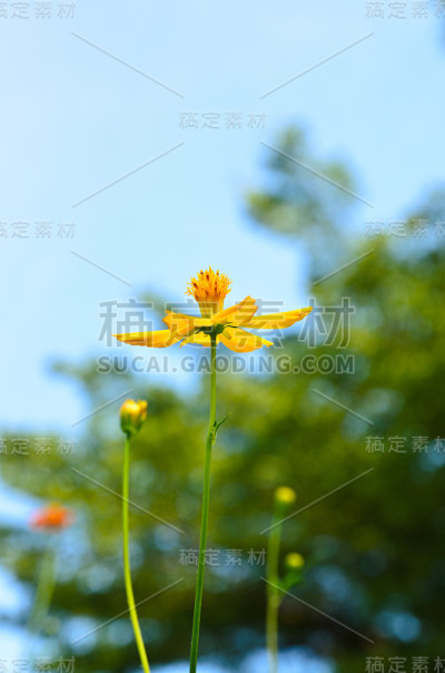 黄色的花